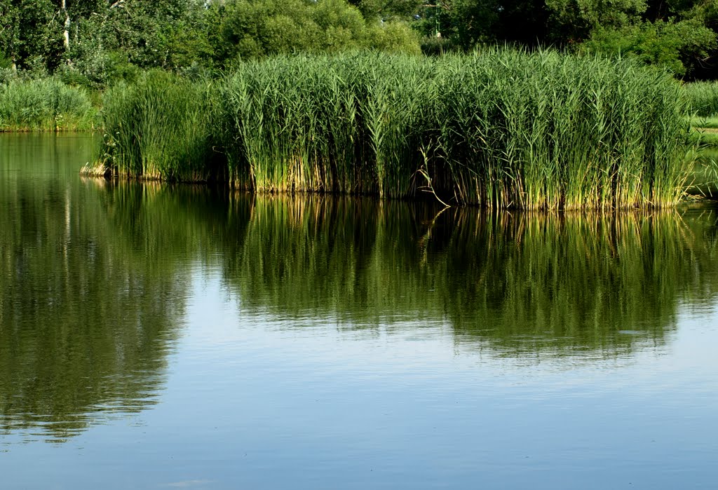 Tisza-tó
