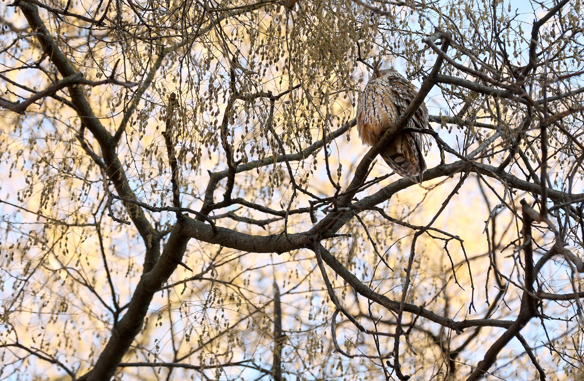 Szeged, tél, január, erdei fülesbagoly, bagoly, kolónia, Kemes utca, lakótelep, természet
