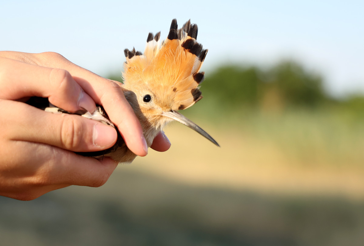 Sándorfalva, madárgyűrűzés, Sándorfalvi Szalakóta Látogatóközpont, természet, madár